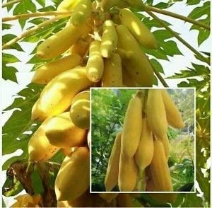 Golden Hills Farm® (AVG 50-300) seeds Thai Hybrid Dwarf Papaya Seeds (Yellow) -seeds (B0852RQ6GC) Amazon Price History, Amazon Price Tracker