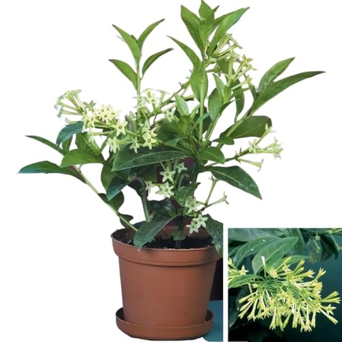 Image of Live Raat Rani Plant (Cestrum nocturnum) | Night Blooming Jasmine Live Flower Plant with Pot | Raat ki Rani Fragrant Outdoor Indoor Plant for Home Garden Balcony