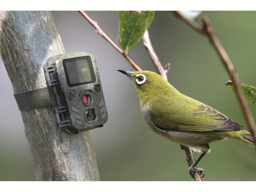 Technaxx Wildkamera mit Bewegungsmelder & Nachtsicht – Full HD 1080p Wildtierkamera mit PIR-Sensor, IR-LEDs für Nachtaufnahmen, 12 MP Fotos, 1,9” TFT Display – Testsieger Nature Wild Cam - TX-117