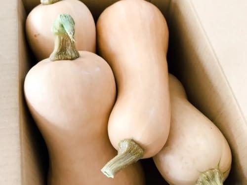 福岡県産 バターナッツかぼちゃ, 約1kgのサムネイル