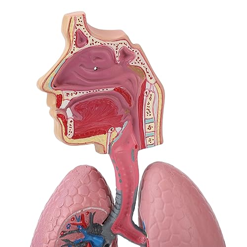 Image of Respiratory System Model with Removable Heart, High Simulation Human Lung Anatomical Display, Teaching Tool for Students Study, Widely Used in Medicine and Biology