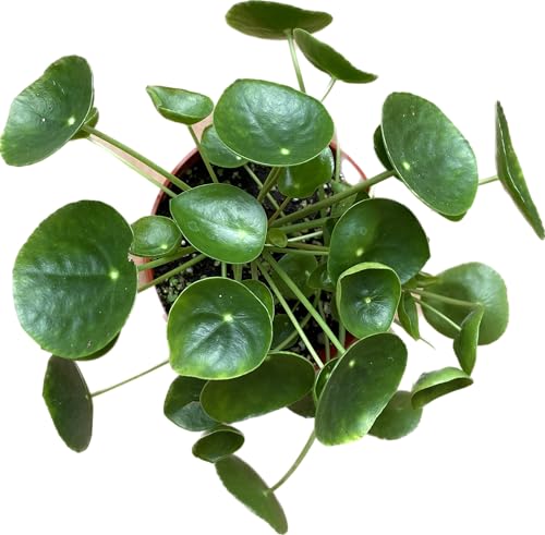 Chinese Money Plant Live - Pilea peperomioides Live Plant | Easy Care Indoor Houseplant | Air Purifying | 4-Inch & 6-inch Pot Available | California Seller (4 Pot One Small Plant)