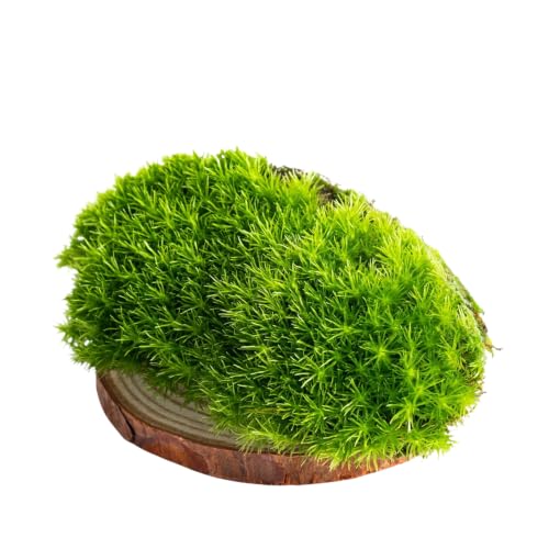 Ecodecs - Musgo Natural Vivo Para Terrario, Plantas, Ecosistema, Bonsáis Naturales De Interior, Reptiles, Tortugas De Tierra, Belenes - Caja Musgo Premium (1/4 Box 20x15cm)