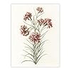Artery8 Six Carnations Vintage Illustration By Johan Teyler Framed Wall Art Print A4 : Carnation ensemble study artwork with vintage flair; elegant present for home decorators #2