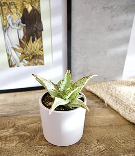 Live Aloe Plant Succulents, Succulents Plants Live In Potting Soil Mix, Potted Succulents Live Plants, Star Aloe Plants Live With Cacti Pots, Cactus Plants Live Succulent Plants By Plants For Pets #TOP4