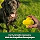 Earth Rated Hundeball, EIN interaktiver Apportierball für alle Rassen in verschiedenen Größen, aus Naturgummi, das perfekte Spielzeug für drinnen und draußen, groß, gelb