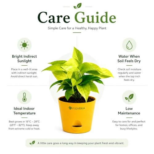 Image of Golden Money Plant Indoor Live Plant with Self Watering Pot | Lucky Vastu Air Purifying Houseplant for Home, Office, Living Room, Balcony & Home Decor Gift