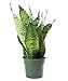 Burpee Sansevieria superba Snake Indirect Medium Light | Live Easy Care Indoor House Plant, 6" Pot
