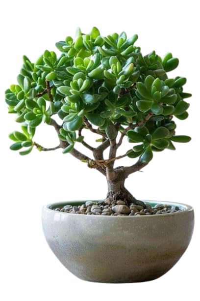 Lucky Jade Plant Live Indoor Air Purifying Succulent in Nursery Pot | Good Luck Feng Shui Money Plant for Home & Office Decor|SL_48-image-25