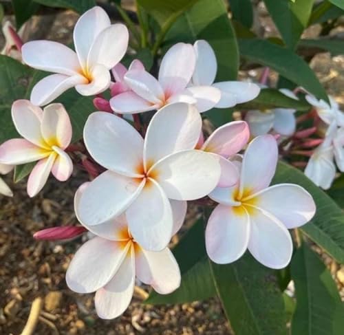 Aceite Absoluto de Frangipani Orgánico Puro 1 mL miniatura 4