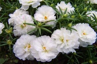 Creative Farmer Flower Seeds : Moss Rose Flower Seeds Garden At Home (3 Packets) Garden Plant Seeds (B077J8KLL8) Amazon Price History, Amazon Price Tracker