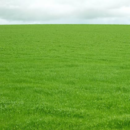 Image of American Imported Bermuda Lawn Grass Seeds for Home and Gardening (Pack of 7000 Seeds) A 55