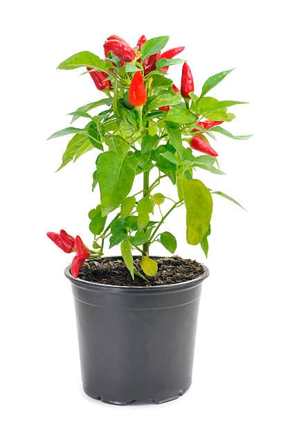 Pimiento Jalapeño Natural Planta para Crear una Huerta en el Jardín o la Terraza del Hogar