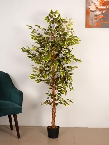 Image of ARICK DECOR 6Ft Artificial Variegated Ficus Tree in Pot, 6ft Realistic Faux White and Green Silk Leaf Plant, Peacock Shaped Large Floor Decor for Home, Office & Balcony