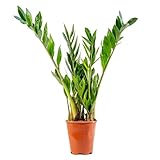 Bonplants Zamioculcas Zamilifolia, Pianta di Padre Pio Vera, Vaso 15, h 55 cm