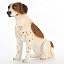 Brown and White Pointer