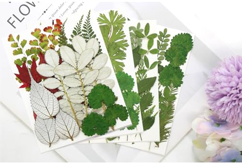 Kit 84 piezas hojas y flores secas prensadas naturales miniatura 3