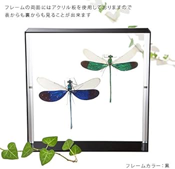 Amazon.co.jp: 虫の標本 ケンランカワトンボ 2頭 アクリルフレーム 黒