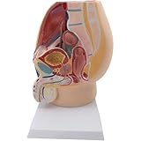 Becken Anatomie Modell Weiblich/Männliche Lebensgroßes Beckenboden Modell Anatomie Des Modells Beckenmuskeln Herausnehmbaren Organen B