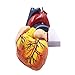 1:1 Human Heart Model - Genuine Life Size Cardiac Anatomical Model, 2 Parts Anatomical Teaching Models for Science Classroom and Cardiology Study