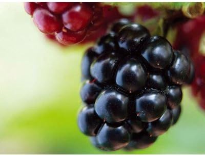 Amazon ブラックベリー 大株 木苺 食用可 果実 植木 苗木 低木 落葉半つる 果物