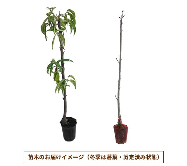 Amazon.co.jp: モモ（桃）：大久保（オオクボ）4～5号ポット[作り