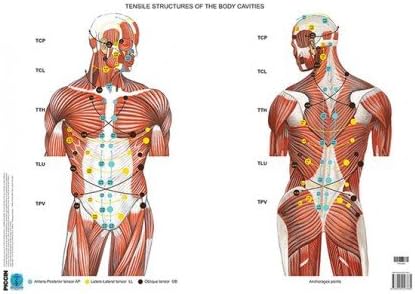 Fascial Manipulation Posters: Internal Part