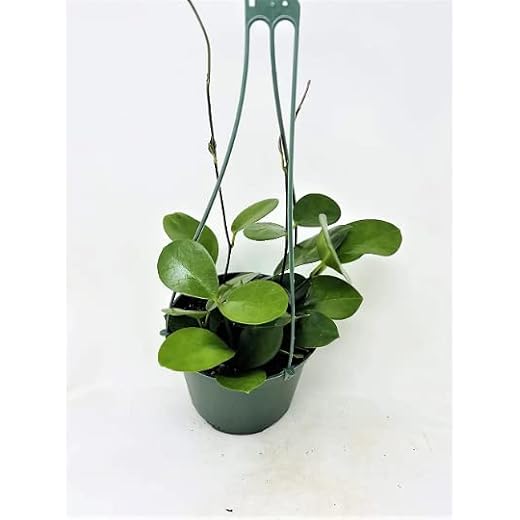 Hoya Obovata 6" Hanging Pot -Shinny Wax Look Leaves -Easy to Care houseplants