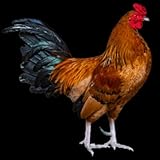  Chapitre 1: Le Coq