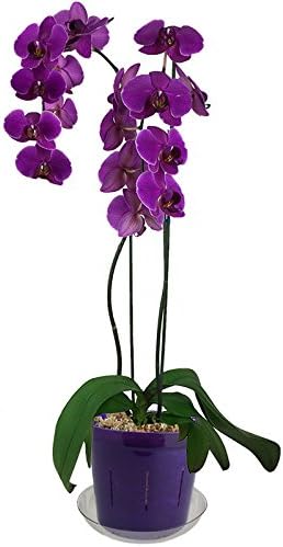3" Slotted Clear Orchid Pots - 6 Pack (1, Purple Amethyst)