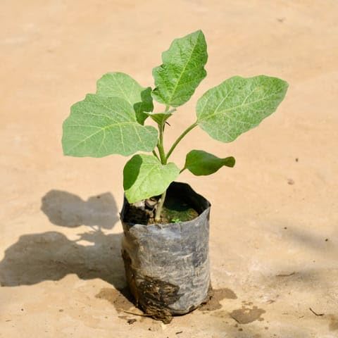 SRI ARAV NURSERY GARDEN Brinjal in 4 Inch Plant Nursery Healthy-image-9