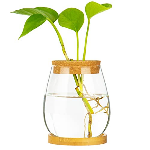 Desktop Glass Plants Terrariums Propagation Station Hydroponic Plants Planter Container Clear Flower Vase with Wood Lid and Bamboo Stand Table Office Kitchen Countertop Window Decorations Gifts