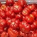 Tomate ''Montserrat'' 25 x Semillas de Portugal, 100% Cultivo Natural, Ideal para...