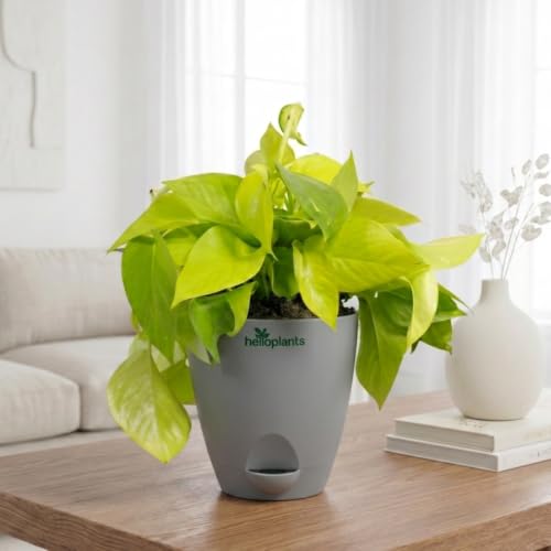 Image of Golden Money Plant Air Purifying Indoor Live Plant Trailing Golden Pothos Vine in a 4-Inch Self-Watering Matte Grey Pot