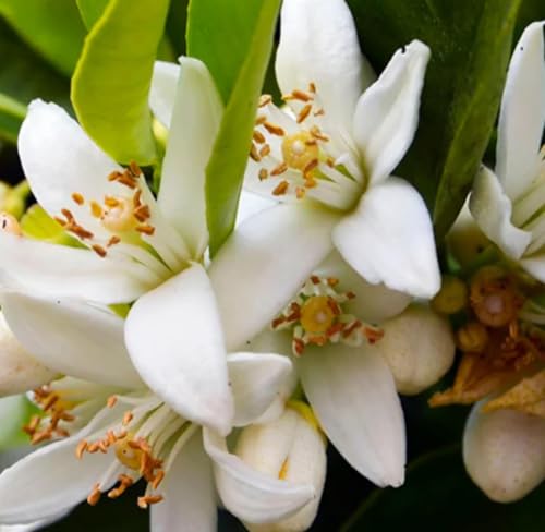 Aceite esencial de Neroli, 2 mL miniatura 2