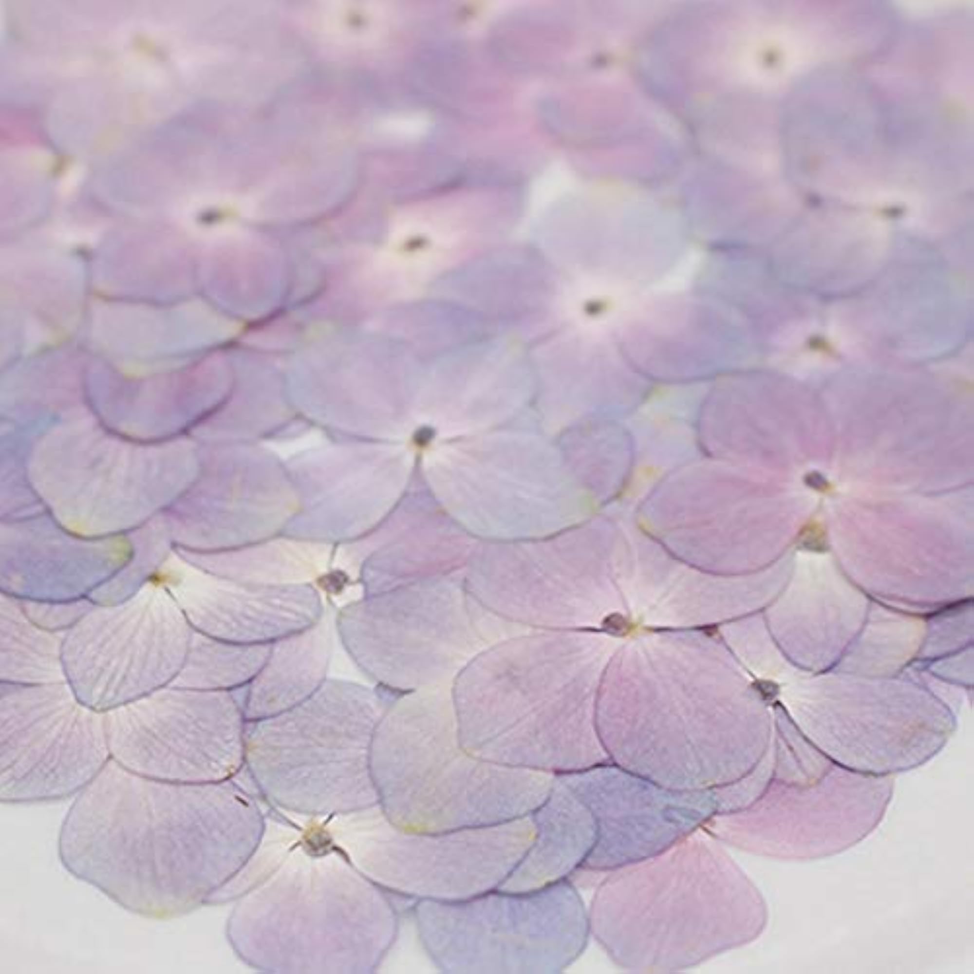 Pressed Hydrangea Flower Natural Real Dried Supply