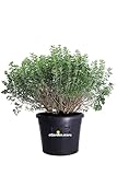 eGarden.store