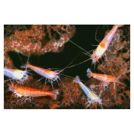 AntHouse Camarón Halocaridina rubra (Opae Ula) Vivo – Gambita de Agua Salada hasta 1,5 cm – para Ecosistemas Marinos y Acuarios Cerrados