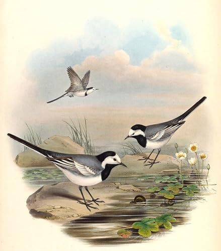 Lienzo de lavandera blanca Motacilla Alba de 60x90cm para renovar paredes vacías