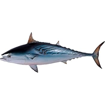 カツオさま専用 Amazon.co.jp: FRPアニマルオブジェ スマガツオ 置物 動物 魚 鰹
