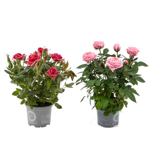 DECOALIVE - Set 2 Rosales - Flores de Colores - Plantas Naturales