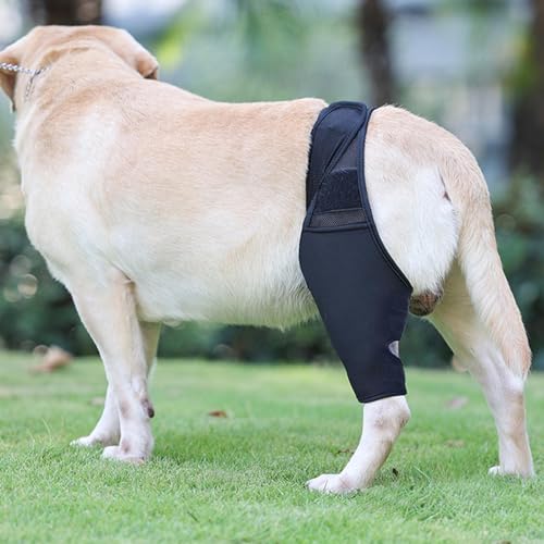 Teksome Hüftbandage für Hunde – Hunde-Kniestütze für schnellere Genesung, Hüftgelenk-Bandage für Kreuzbandrisse, Patella-Luxation, Arthrose, Limping von Gelenkschmerzen, Hüftdysplasie