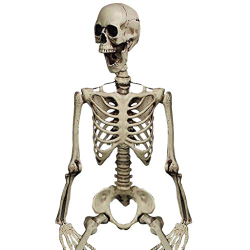 AlevRam Esqueleto de Halloween, Esqueleto de Halloween Modelo de Esqueleto de Cuerpo Completo Figura de Esqueleto de plástico Esqueleto de articulaciones móviles Cover
