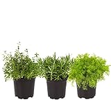 The Three Company Aid Live Aromatic 4.5