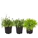 The Three Company Aid Live Aromatic 4.5" Herb Combo (Lavender, Rosemary, Mint), 1 Pint Pot, Deeper Sleep
