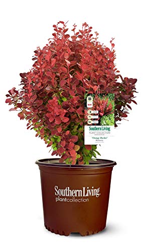 2 Gallon, Southern Living Orange Rocket Barberry, With Coral To Ruby Red Foliage #TOP24