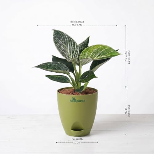 Image of Philodendron Birkin & Anthurium Live Indoor 2-Plant Combo in 4-Inch Self-Watering Matte Green Pots | Exotic Designer Houseplants for Luxury Home, Living Room & Office Decor