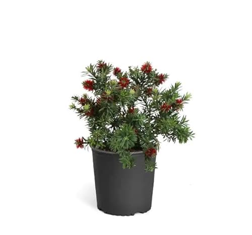 Callistemon Natural Arbusto de Exterior Conocido por sus Características Flores Rojas