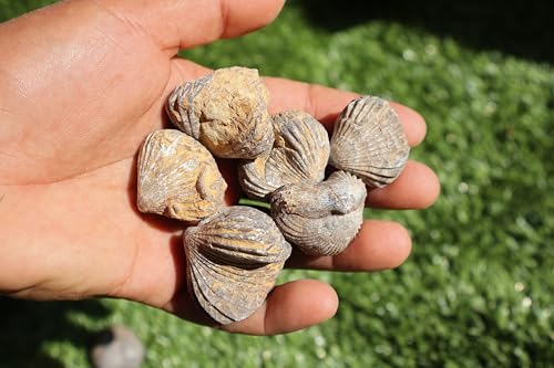 Image of Amazing Marine Fossil Collection: 4 Fossilized Sea Urchins and 6 Authentic Brachiopods, Perfect for Collectors and Natural Decor A169