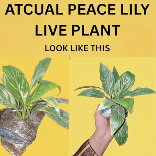 Image of Peace Lily Combo Plant | Live Indoor Flowering Spathiphyllum | Air Purifying Houseplant for Home and Office | Low Maintenance Decorative Plant for Gifting With Pot (PEACE LILY)